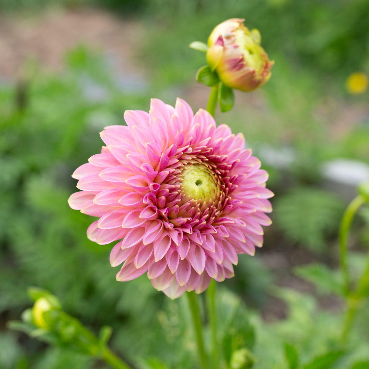 Dahlia 'BQ Pink Parfait'