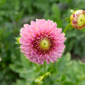 Dahlia 'BQ Pink Parfait'