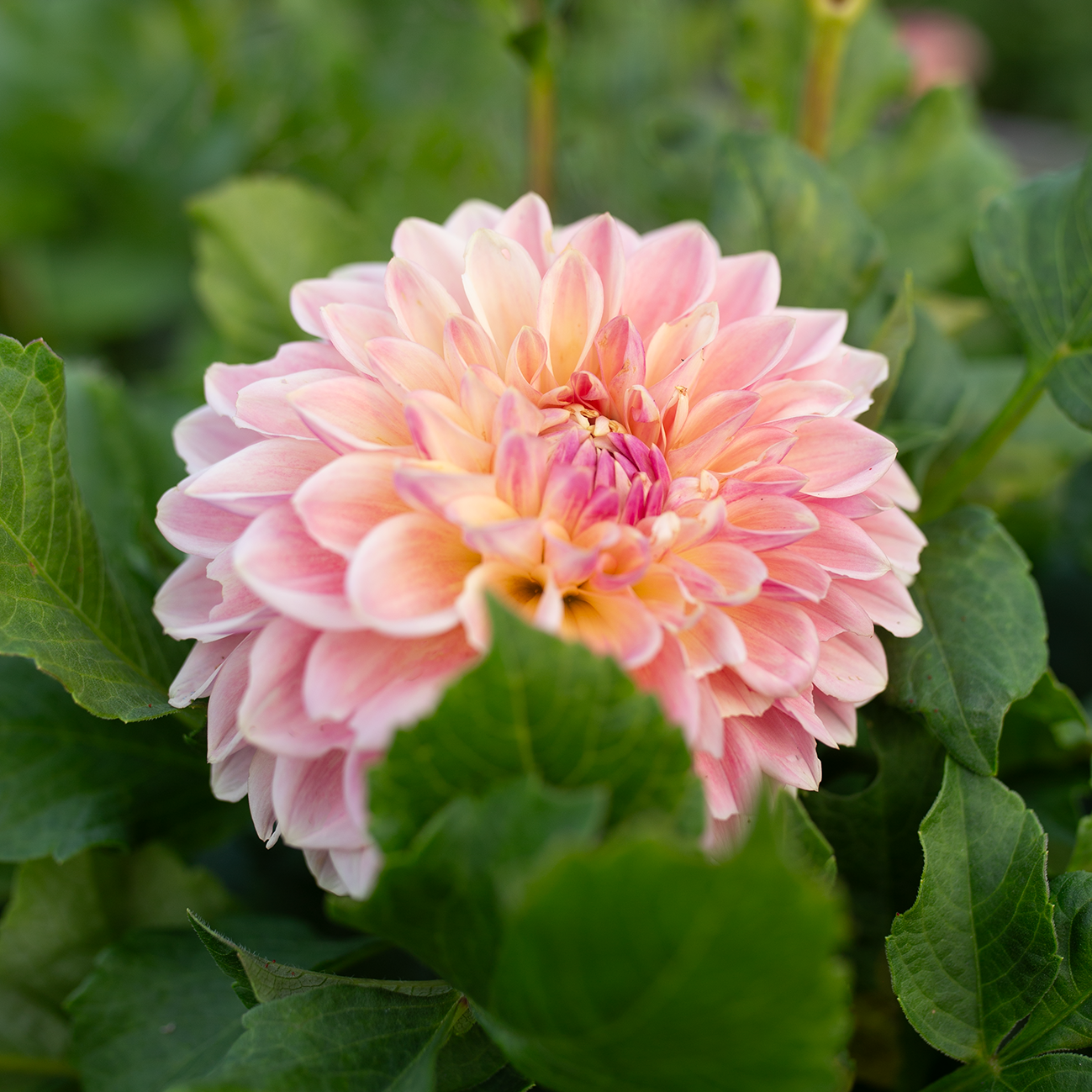 Dahlia 'BQ Alan'