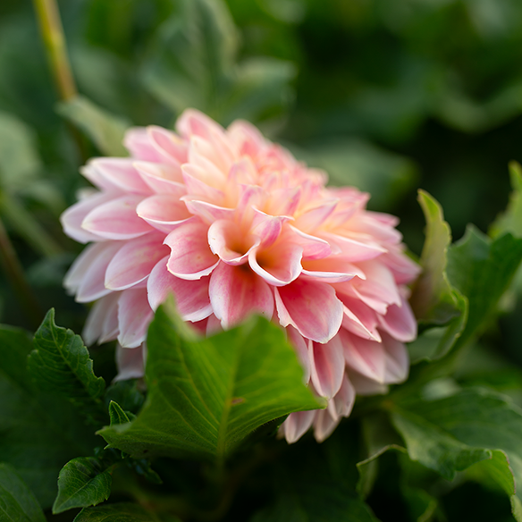 Dahlia 'BQ Alan'