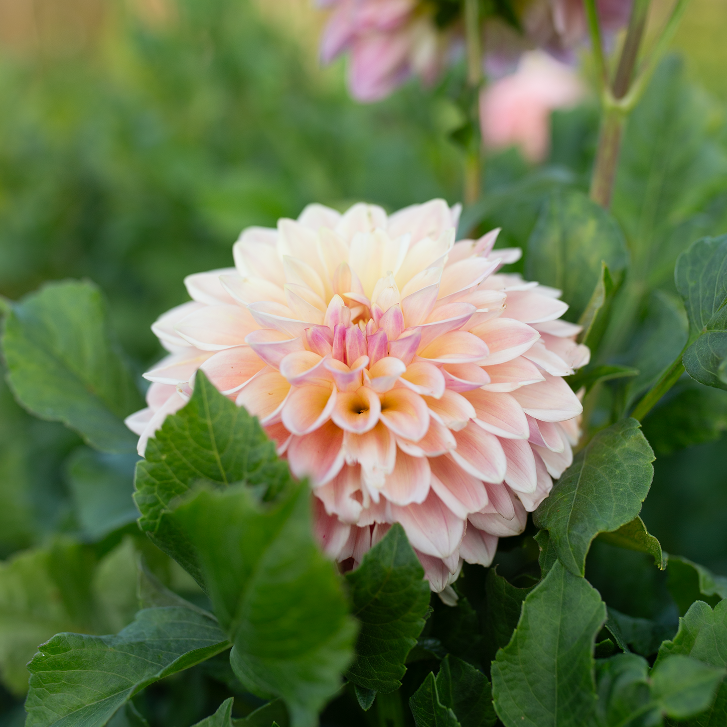 Dahlia 'BQ Alan'