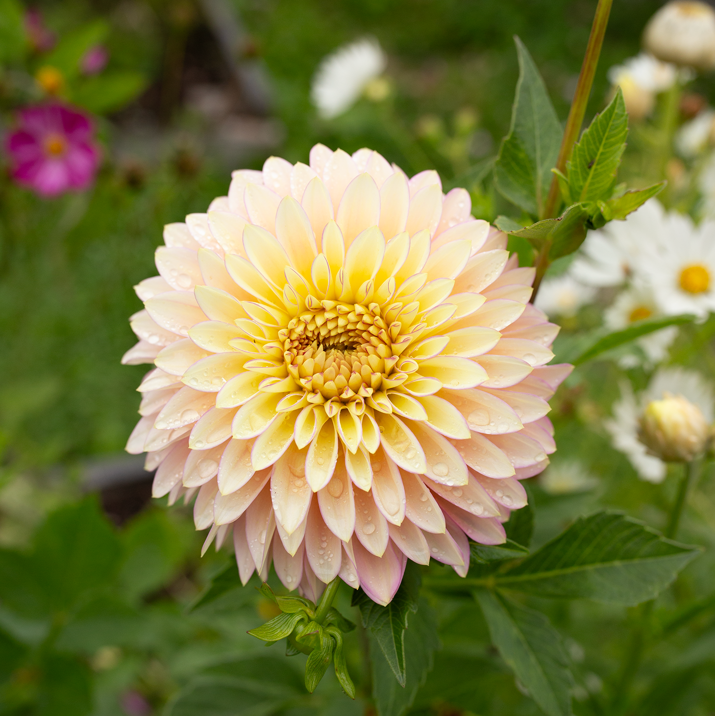 Dahlia 'BQ Blush'