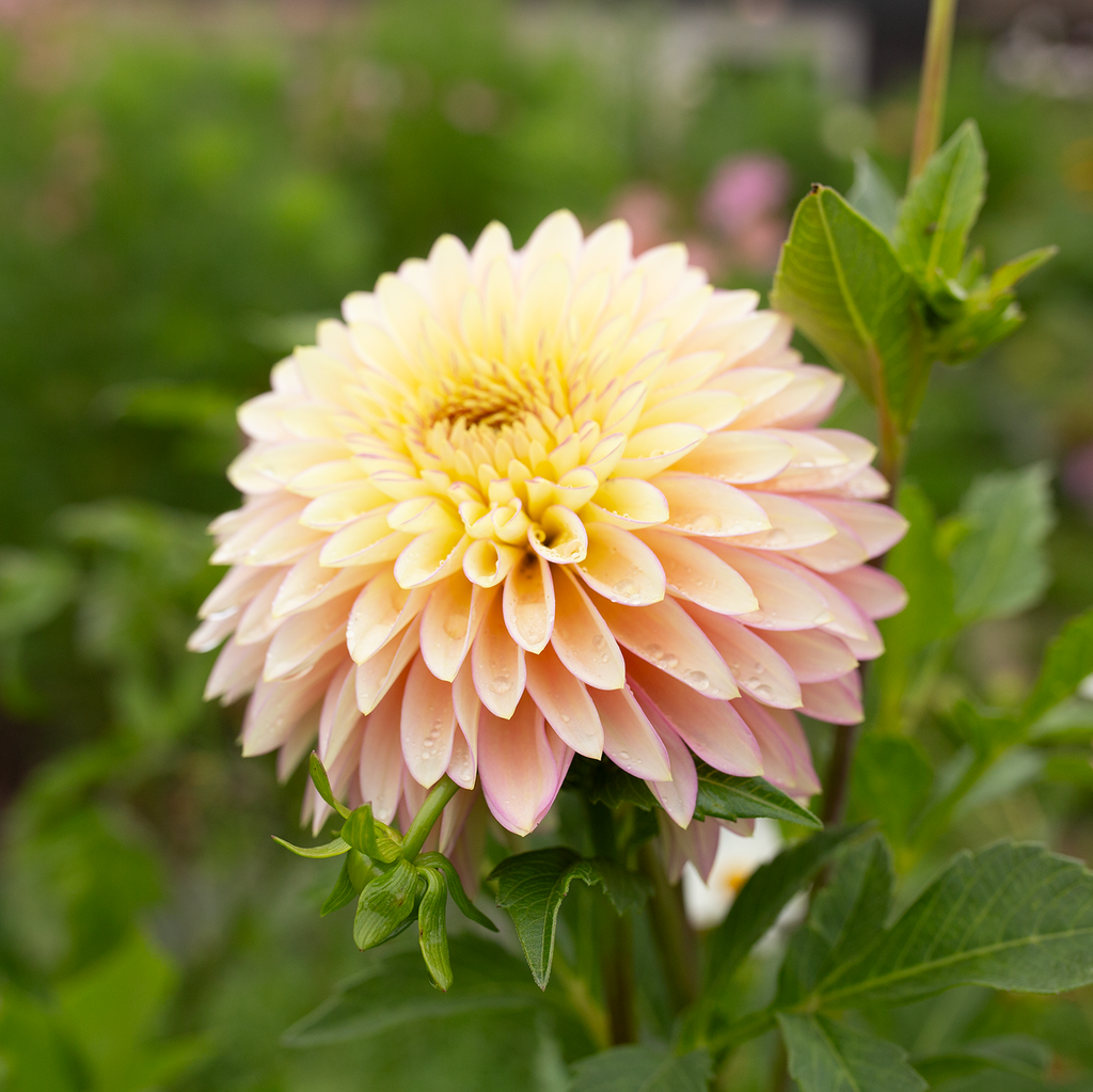 Dahlia 'BQ Blush'