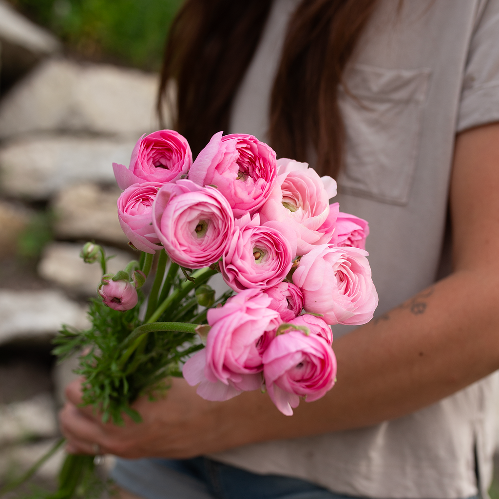 Ranunculus 'Barby'