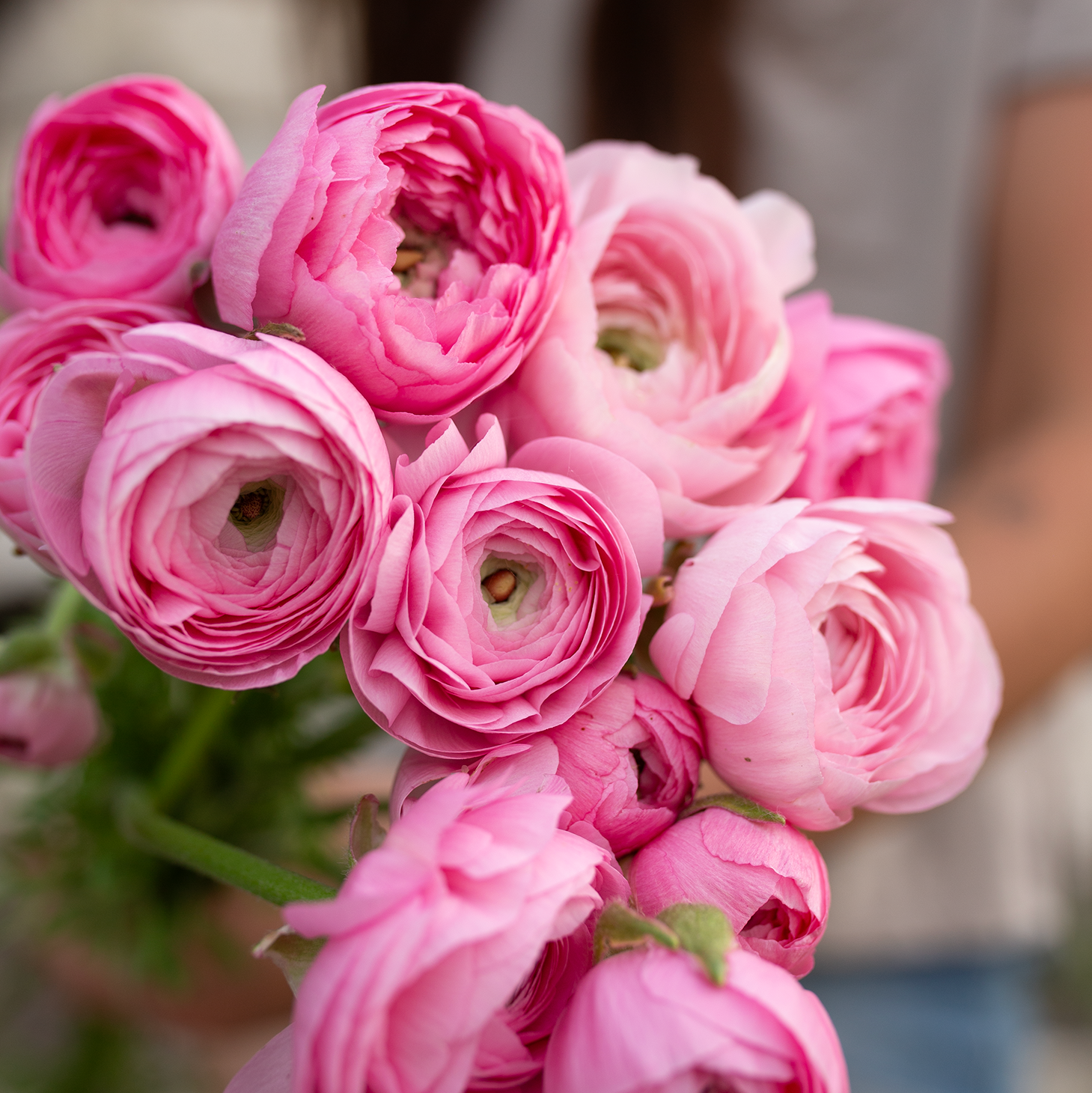 Ranunculus 'Barby'