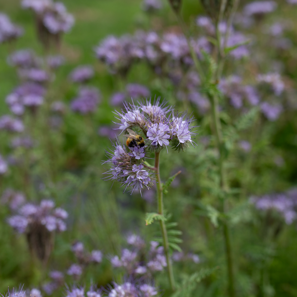 Bee's Friend 'Lavender Lust'