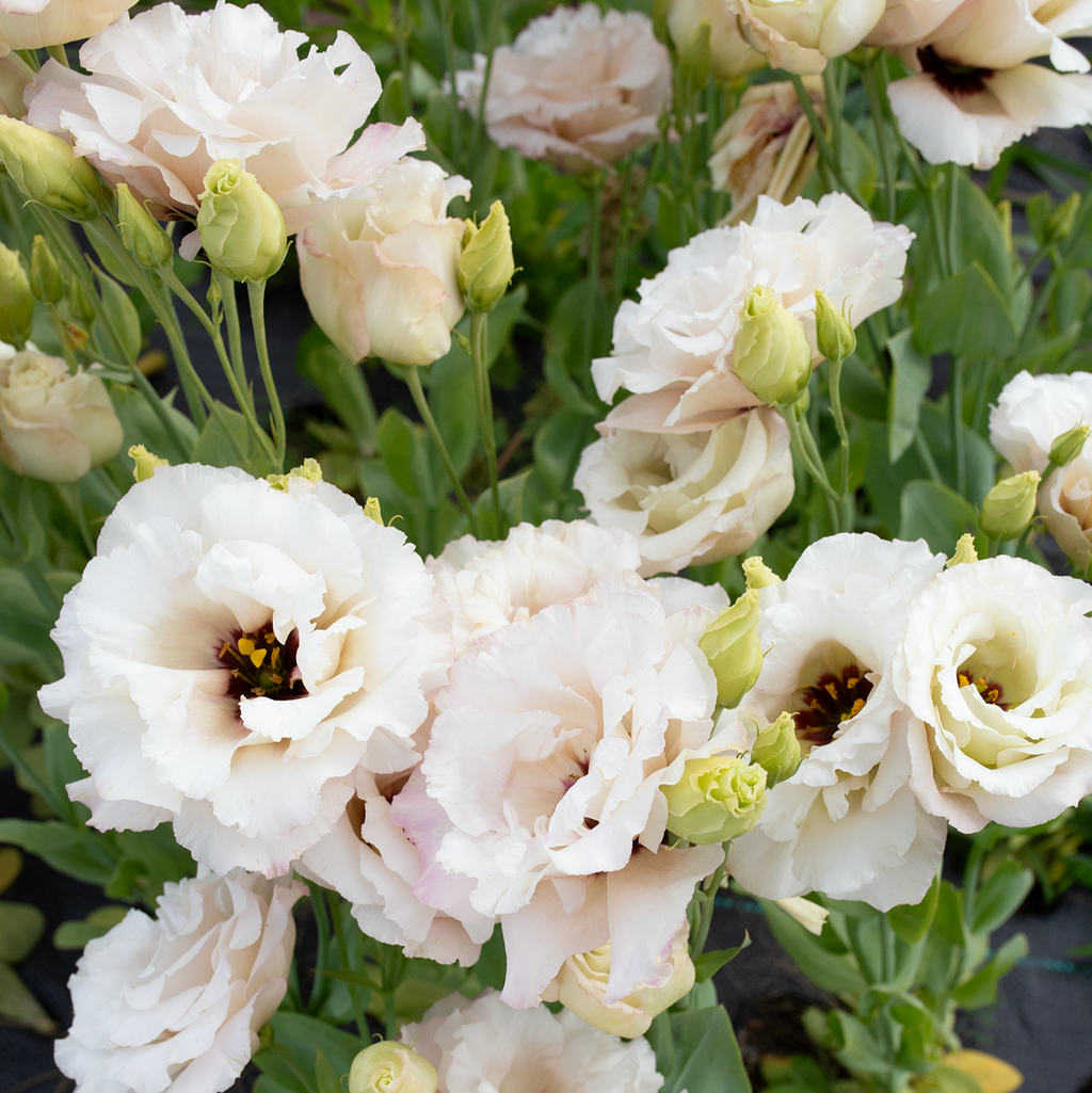 Lisianthus 'Beige Neo'