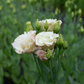 Lisianthus 'Beige Neo'