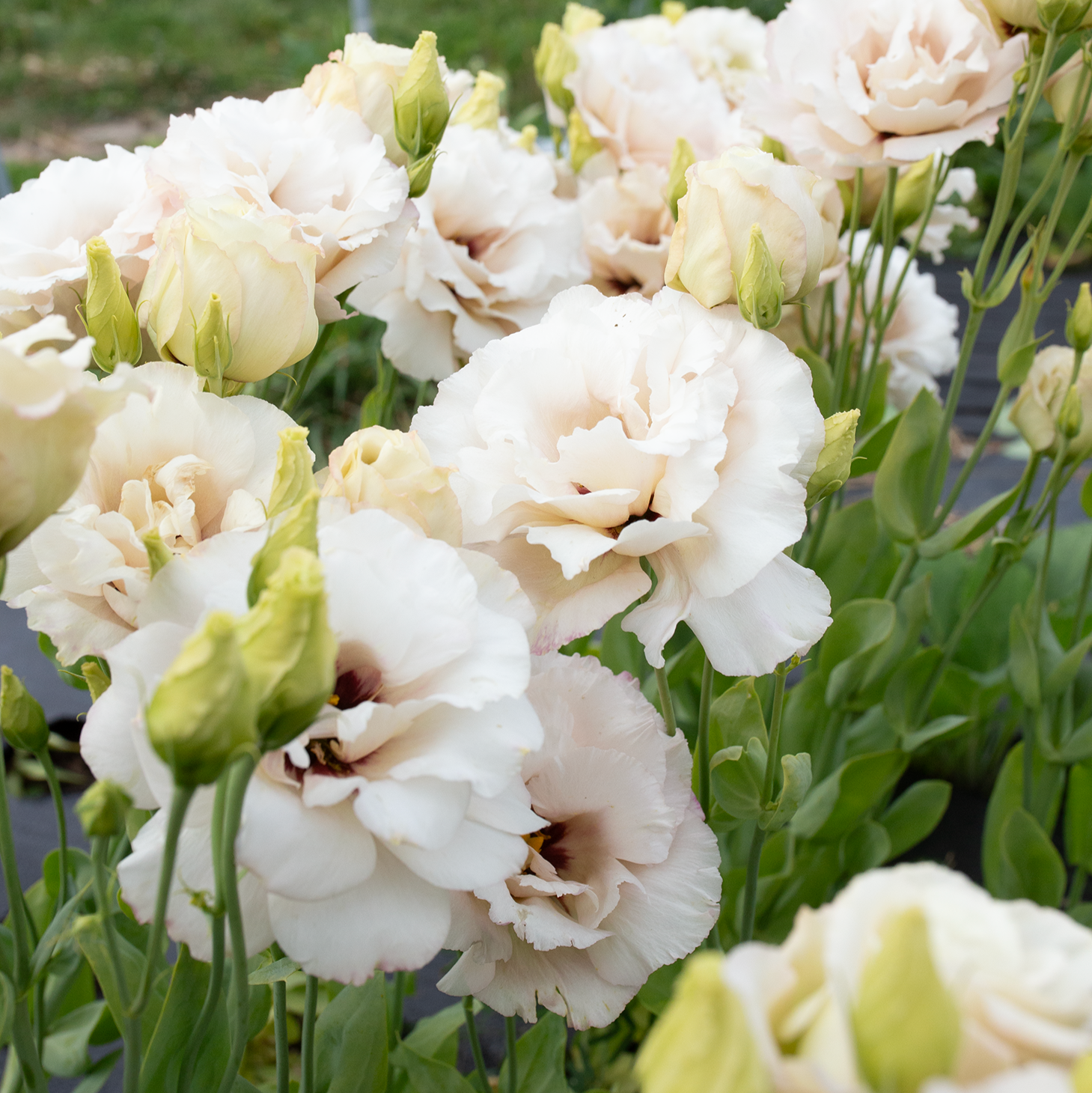 Lisianthus 'Beige Neo'
