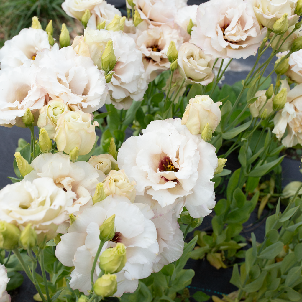Lisianthus 'Beige Neo'