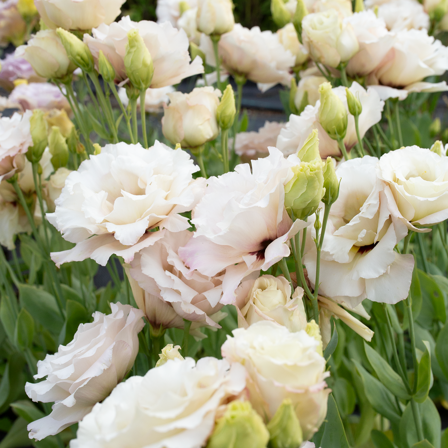 Lisianthus 'Beige Neo'