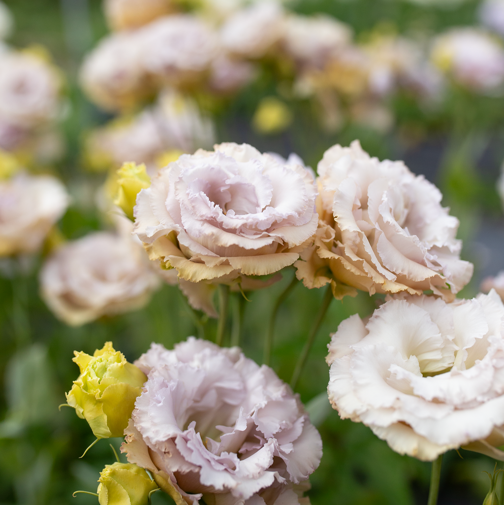 Lisianthus 'Blue Château'