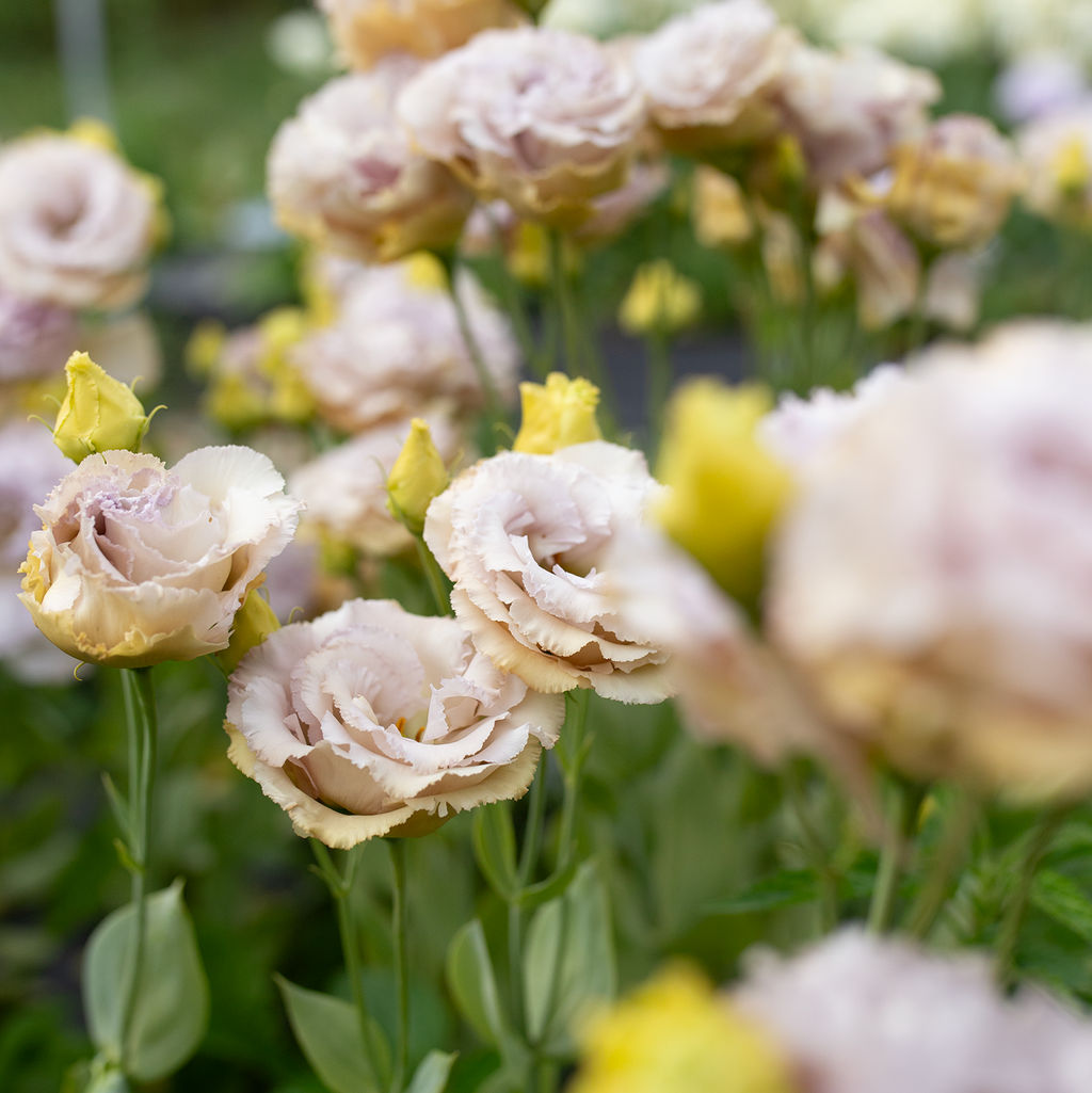 Lisianthus 'Blue Château'