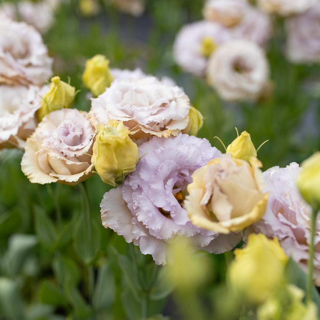 Lisianthus 'Blue Château'