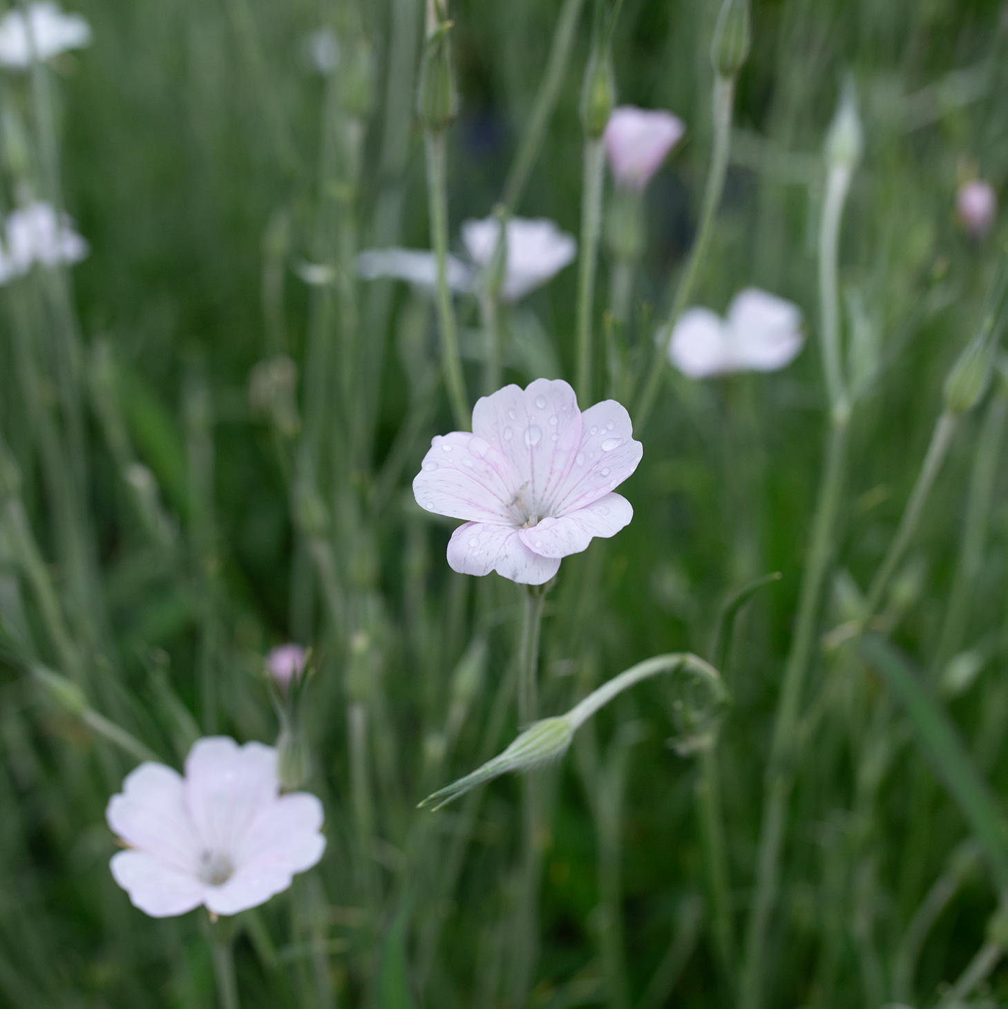 Corn Cockle 'Blushing Whispers'