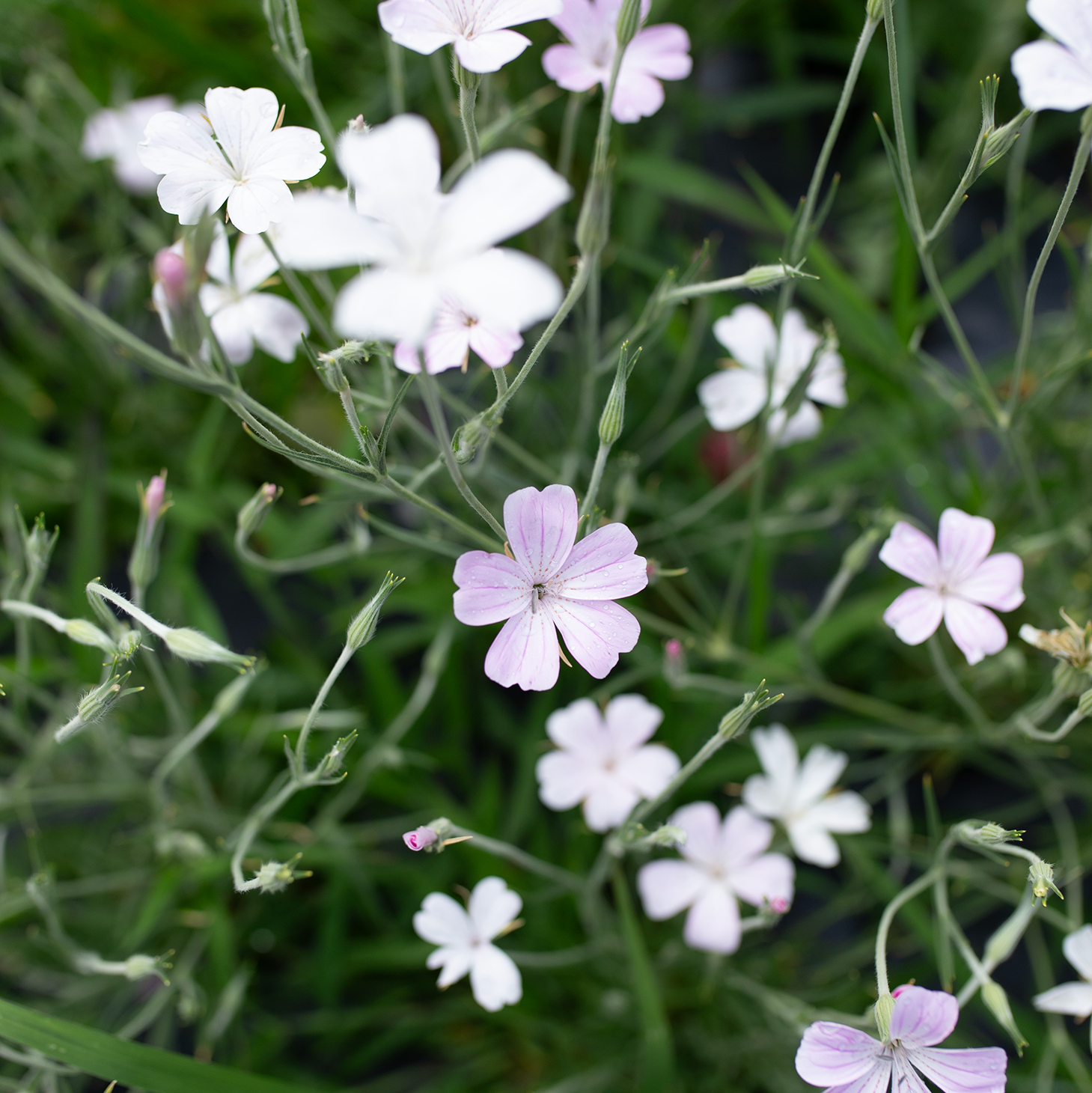 Corn Cockle 'Blushing Whispers'