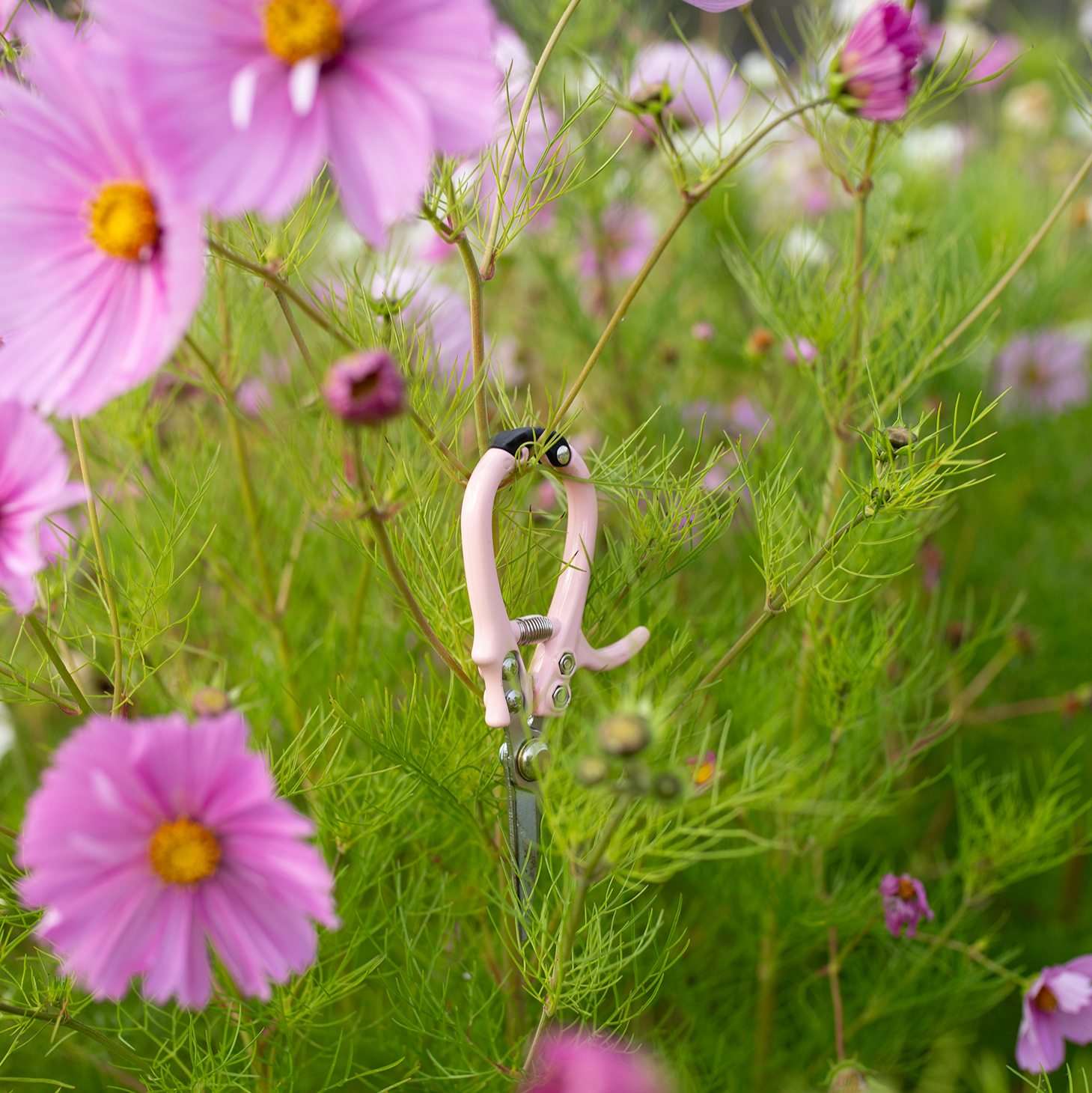 Floral Snips 'Blushed'