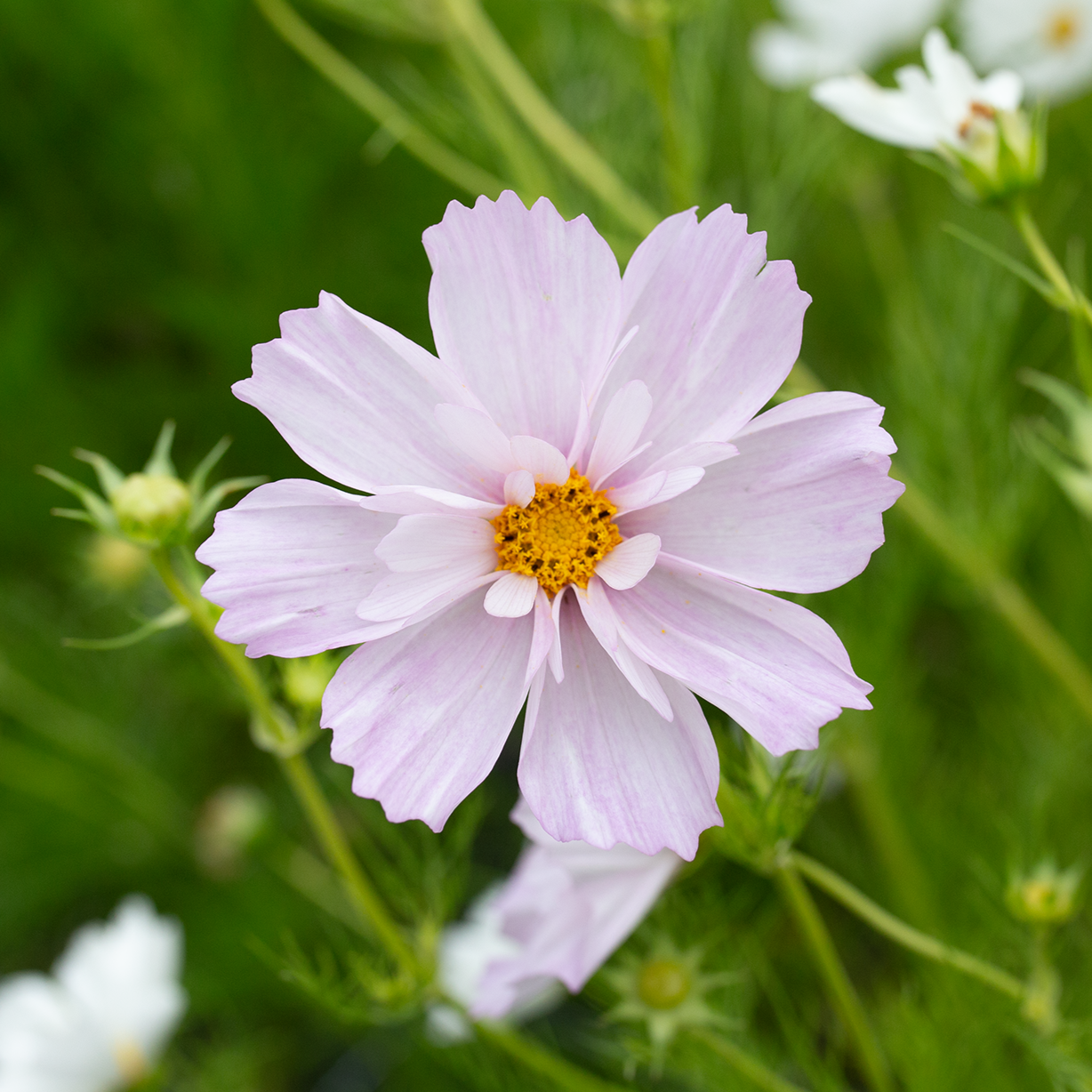 Cosmos 'Fleurelle's Field Blend'