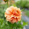 Dahlia 'Bracken Palomino'