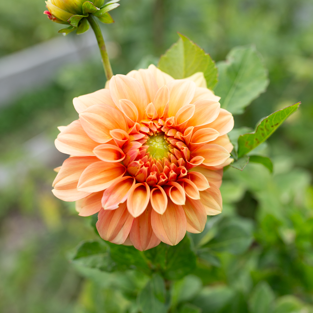 Dahlia 'Bracken Palomino'