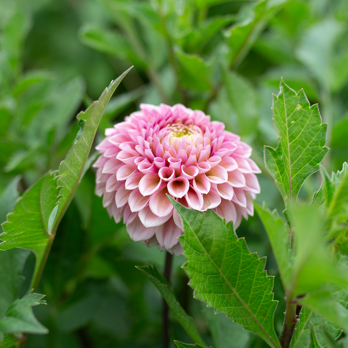 Dahlia 'Bracken Rose'
