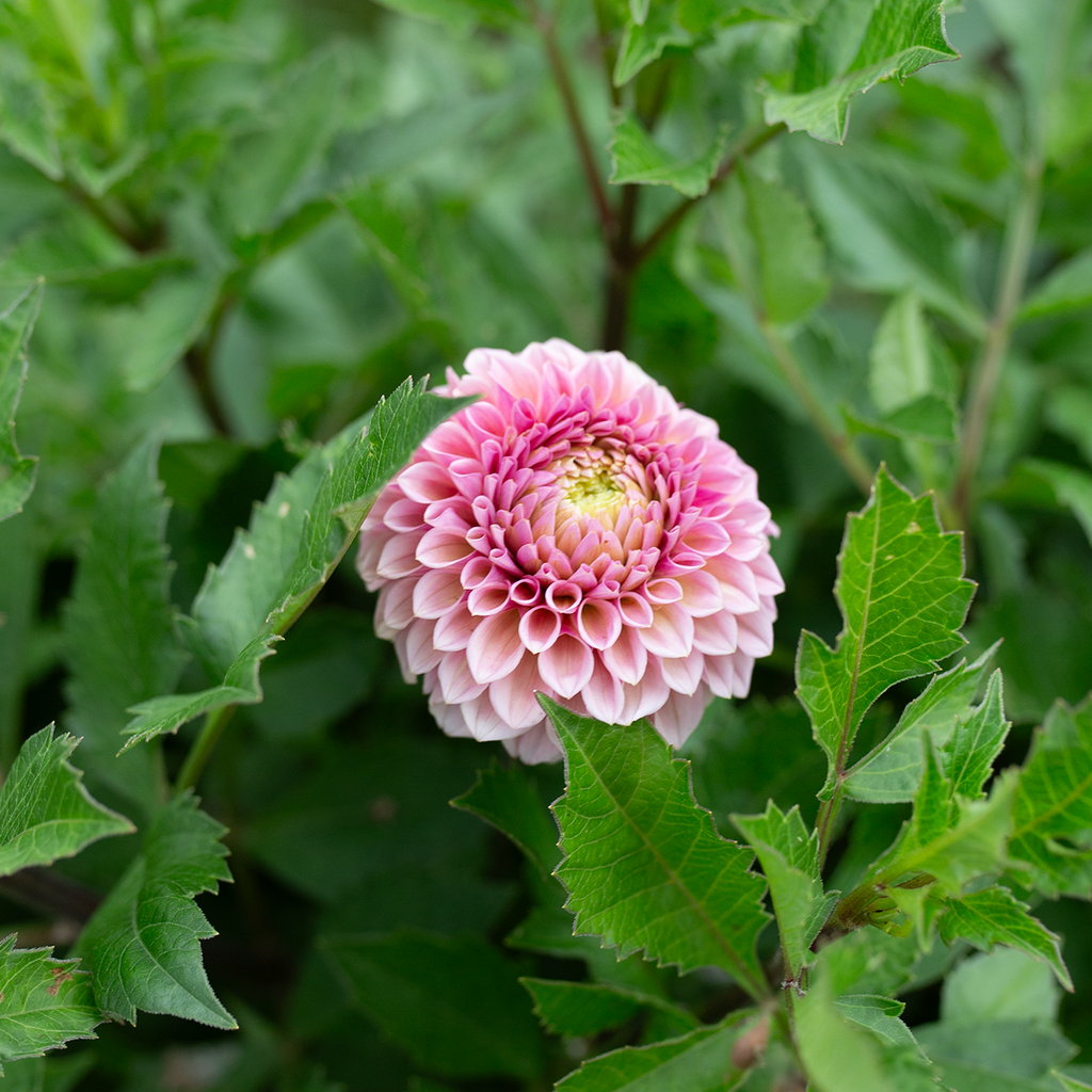 Dahlia 'Bracken Rose'