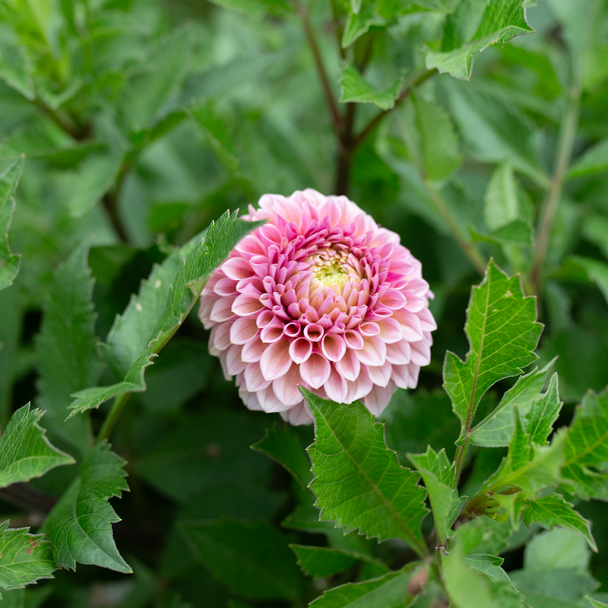 Dahlia 'Bracken Rose'