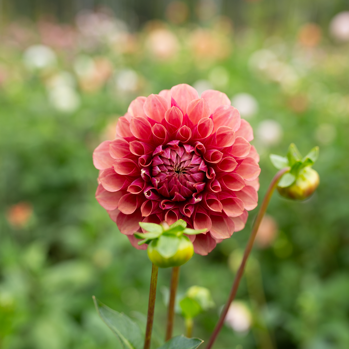 Dahlia 'Burfoot Desert Rose'