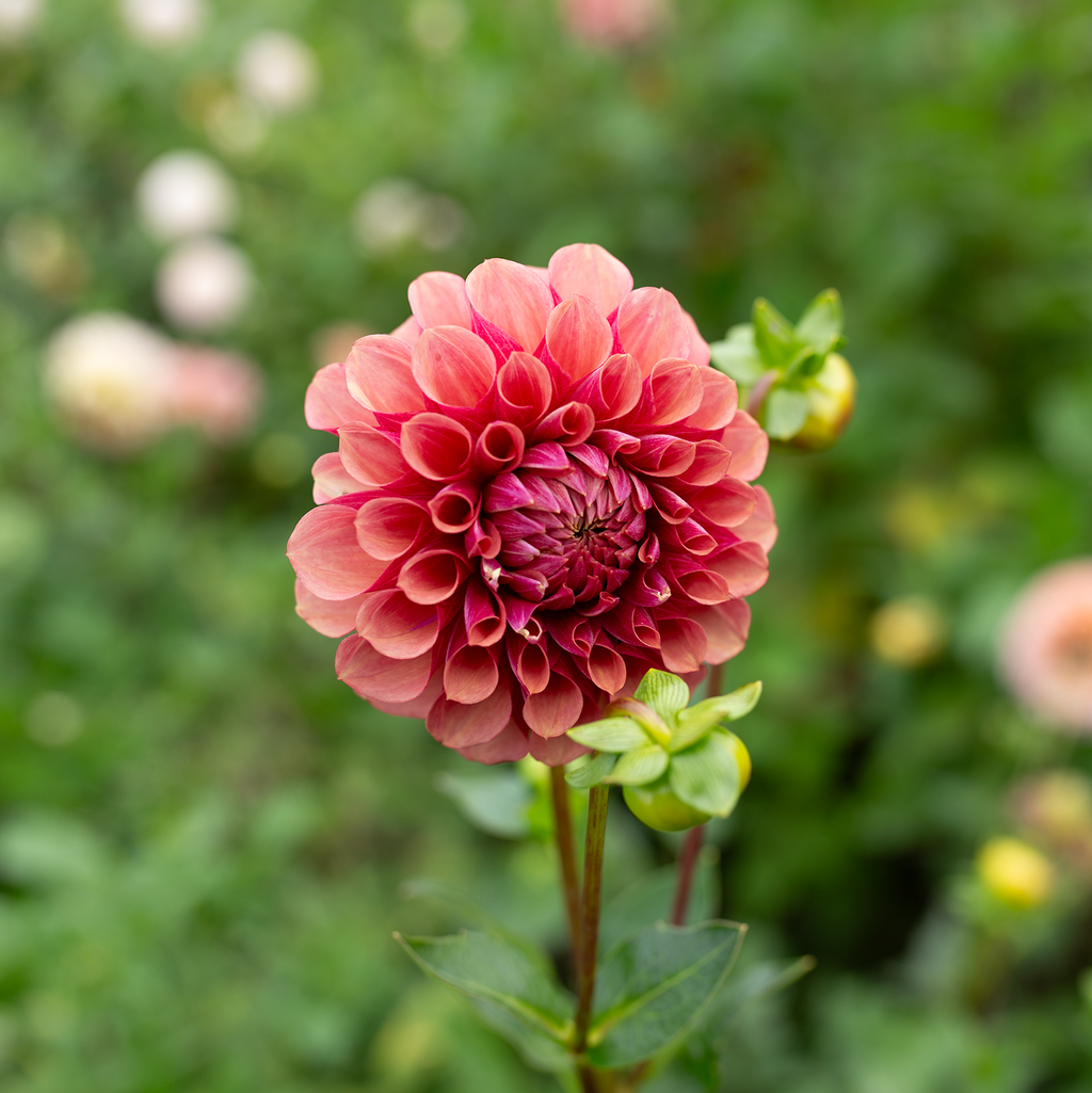 Dahlia 'Burfoot Desert Rose'