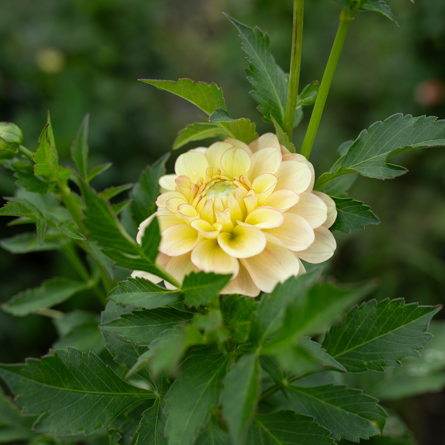 Dahlia 'Burfoot Eva'