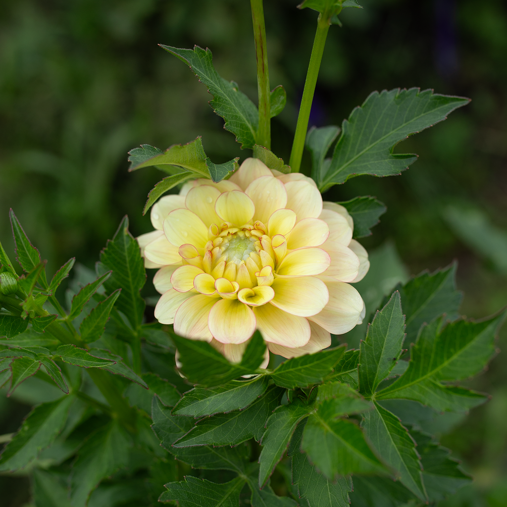 Dahlia 'Burfoot Eva'