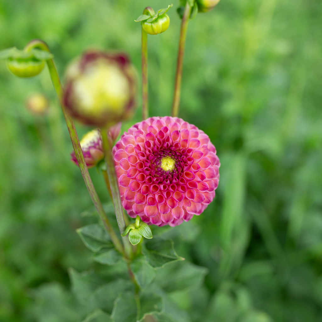 Dahlia 'Burlesca'