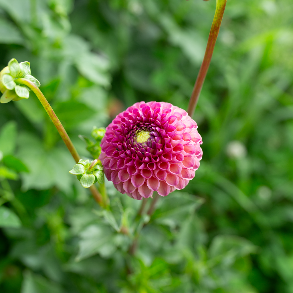 Dahlia 'Burlesca'