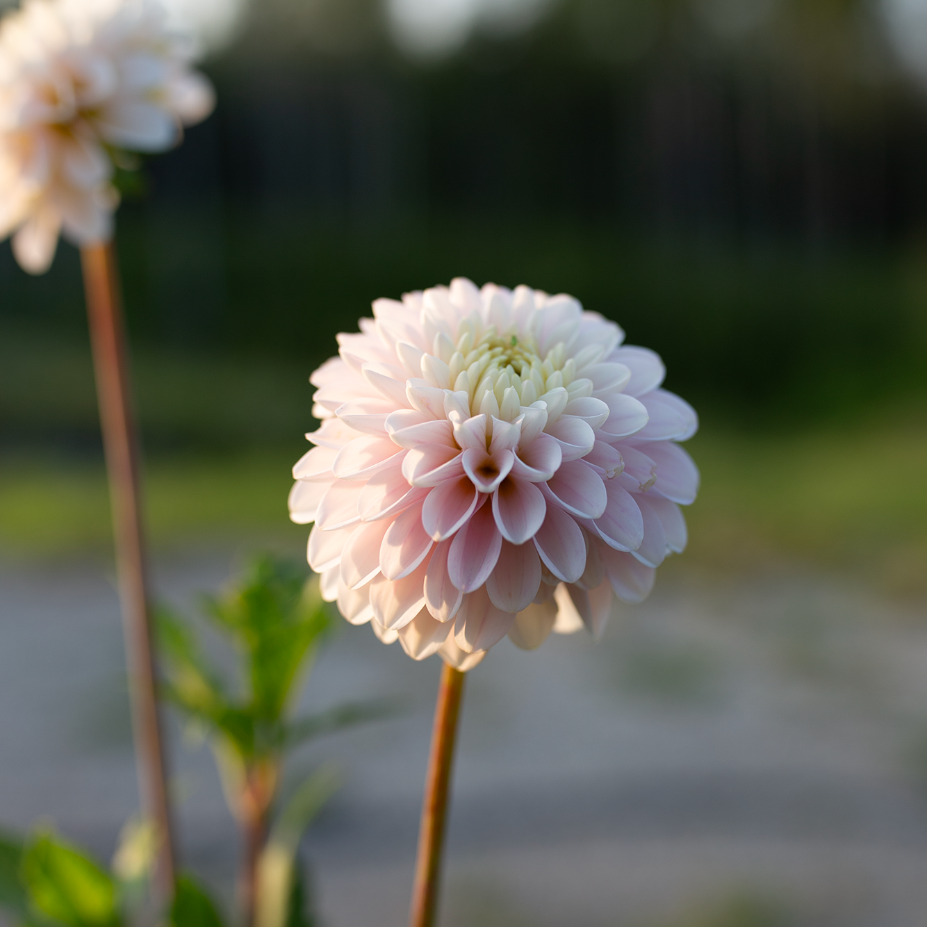 Dahlia 'CB Snowshadow'