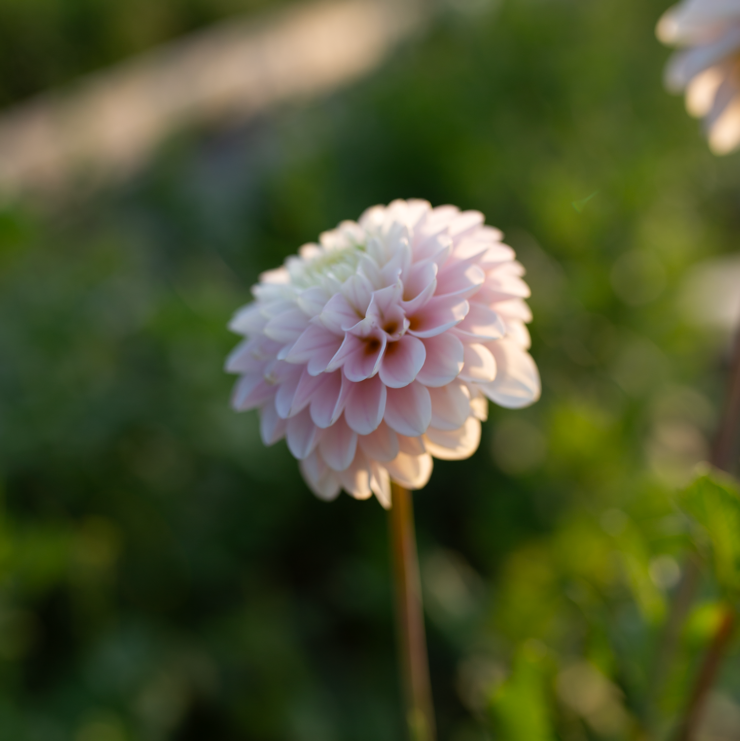 Dahlia 'CB Snowshadow'