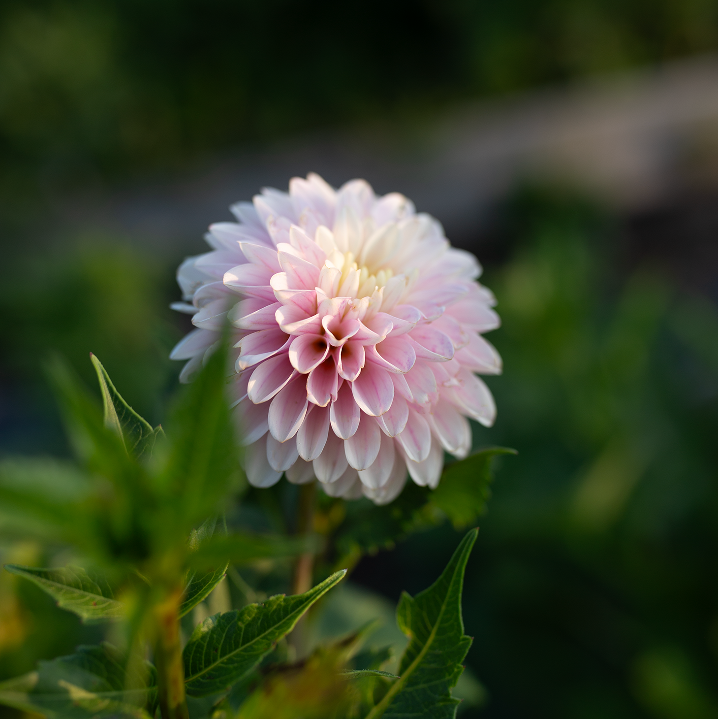 Dahlia 'CB Snowshadow'