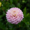 Dahlia 'CB Pink Kiss'