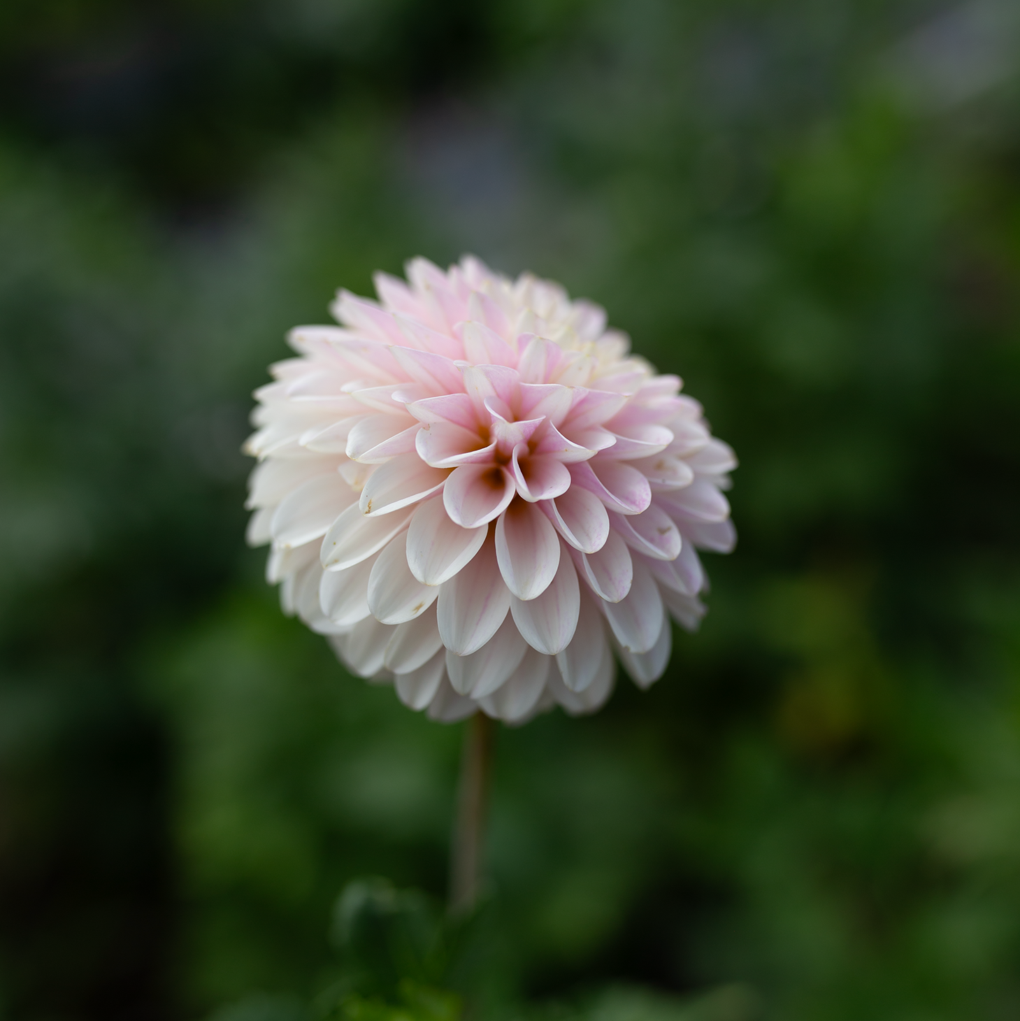 Dahlia 'CB Snowshadow'