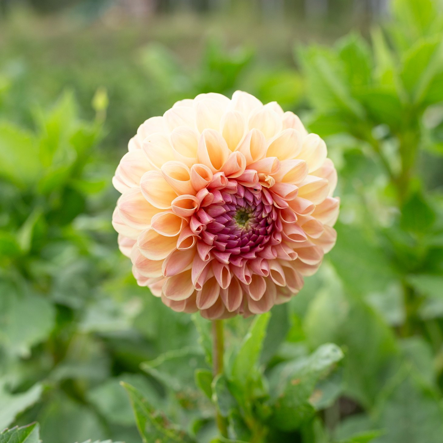 Dahlia 'Clearview Peachy'