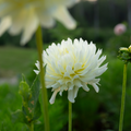 Dahlia 'Clearview Sarah'