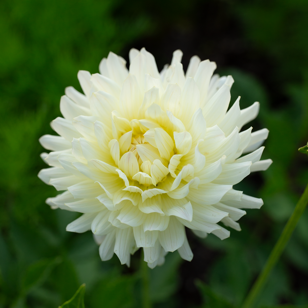 Dahlia 'Clearview Sarah'