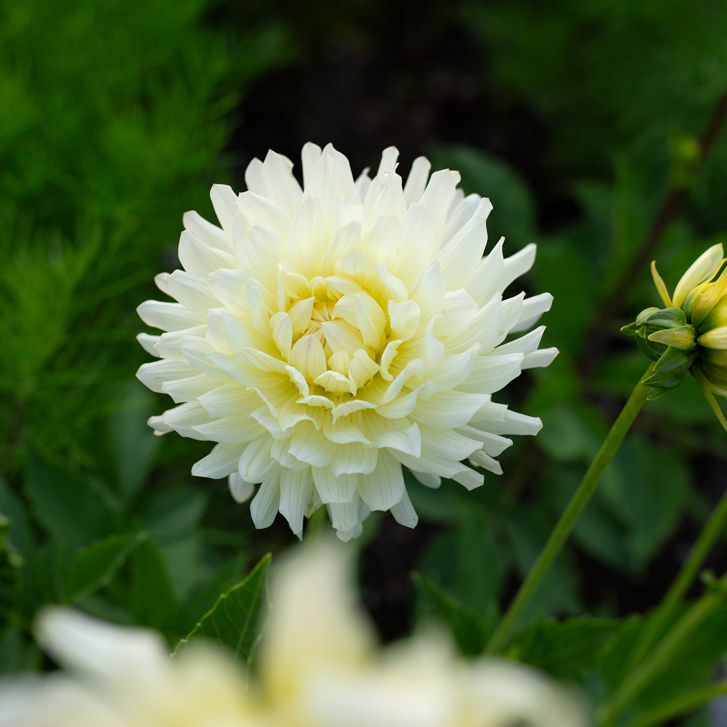 Dahlia 'Clearview Sarah'