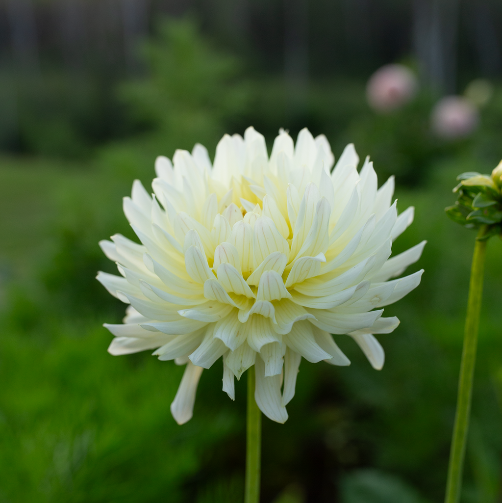 Dahlia 'Clearview Sarah'