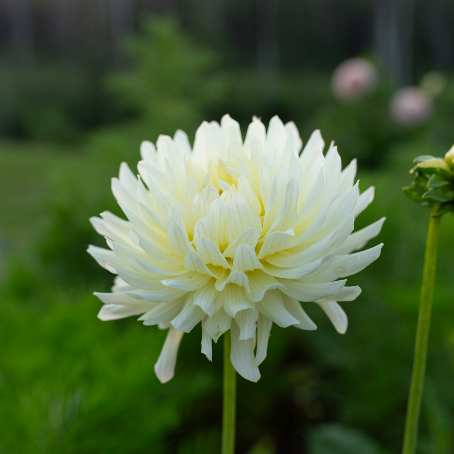 Dahlia 'Clearview Sarah'