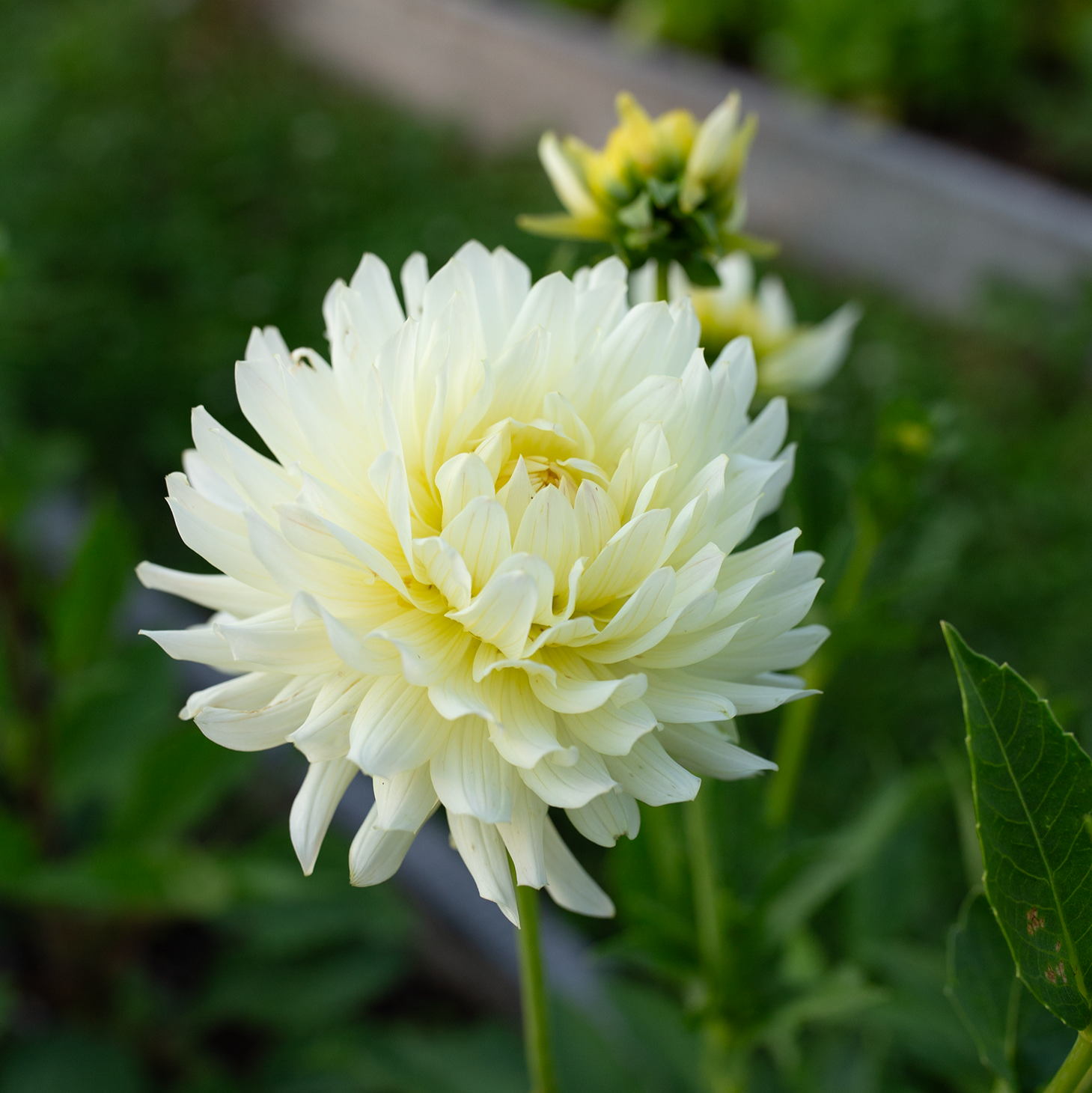 Dahlia 'Clearview Sarah'