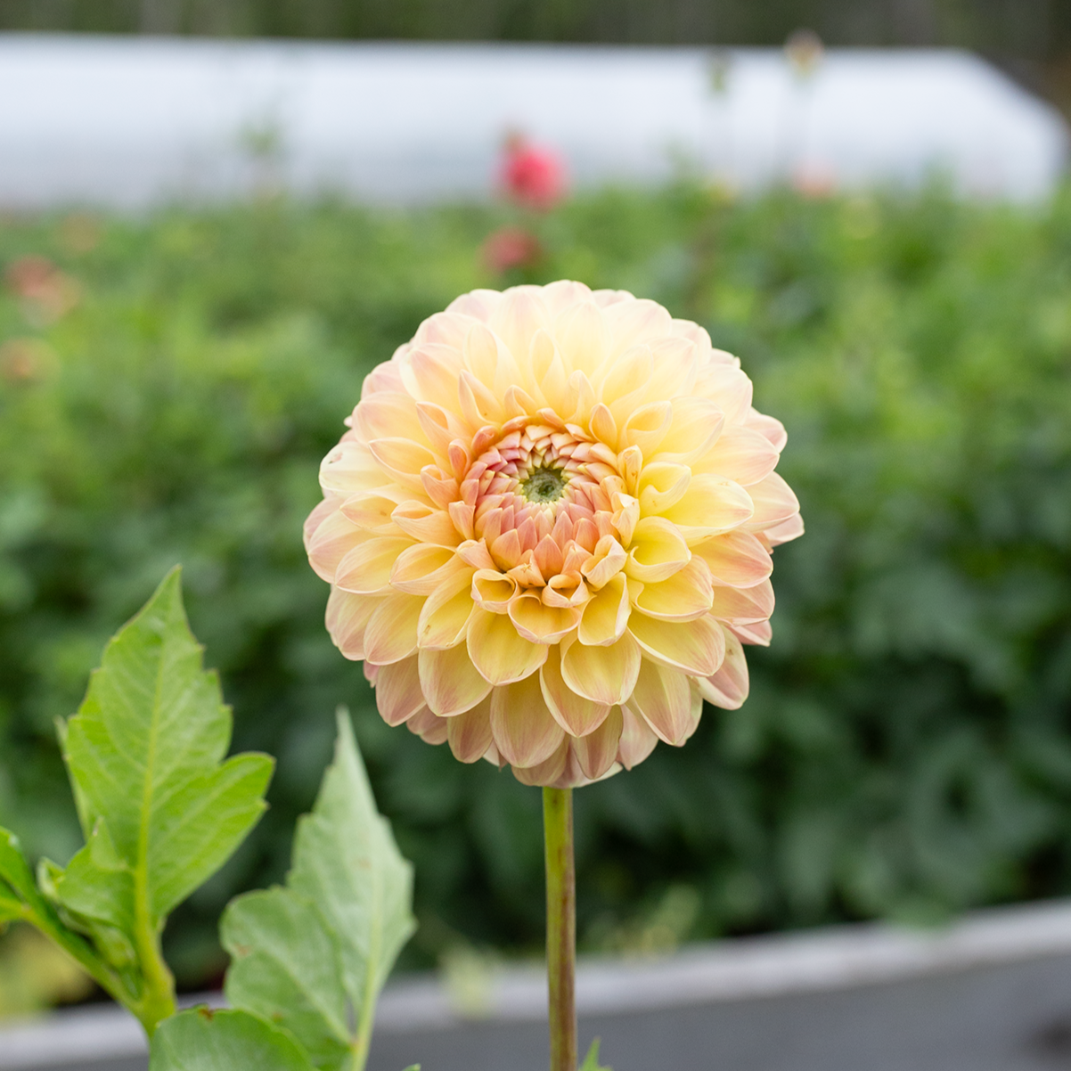 Dahlia 'Clearview Peachy'