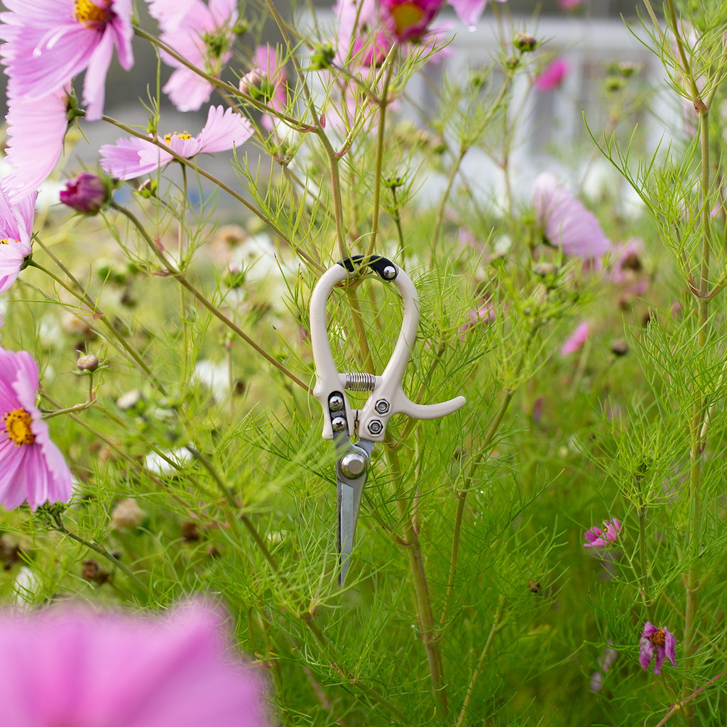 Floral Snips 'Café au Lait'