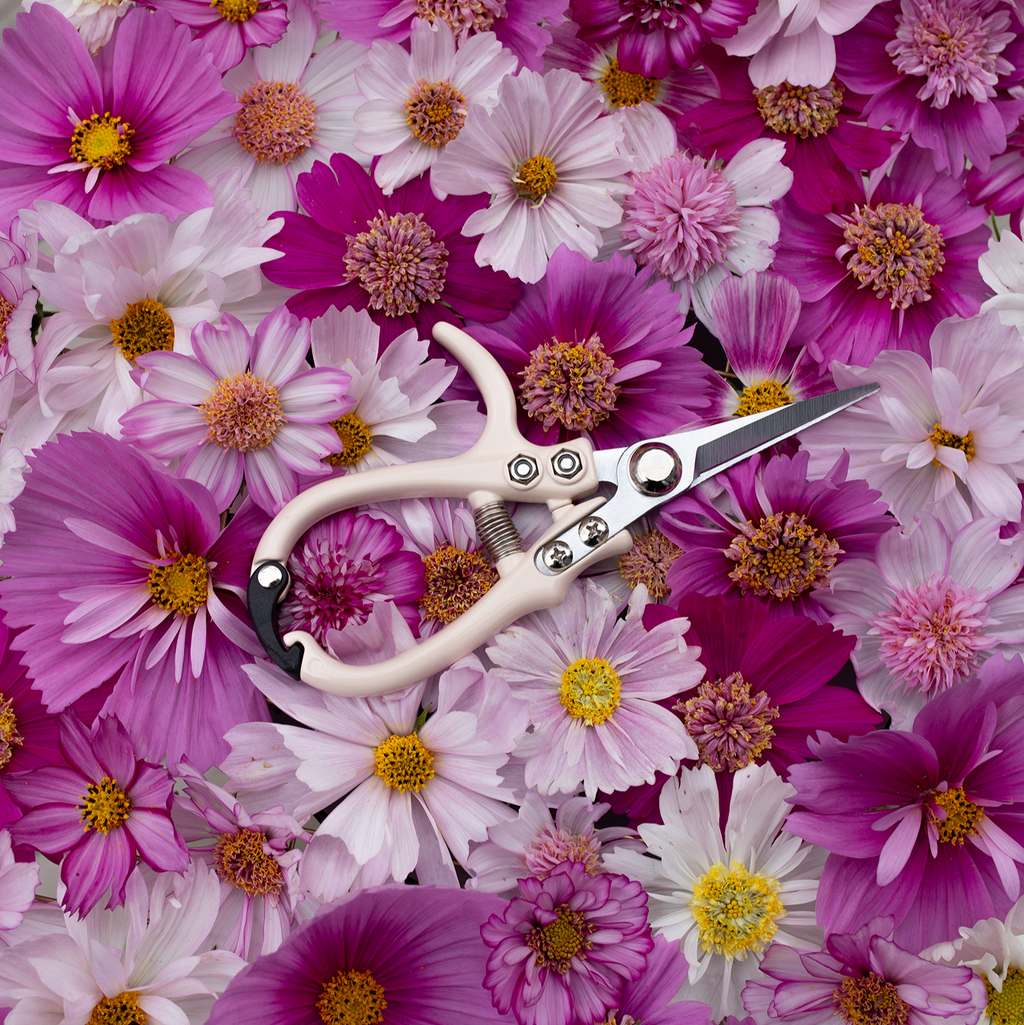 Floral Snips 'Café au Lait'