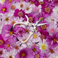 Flower Snips 'Café au Lait'