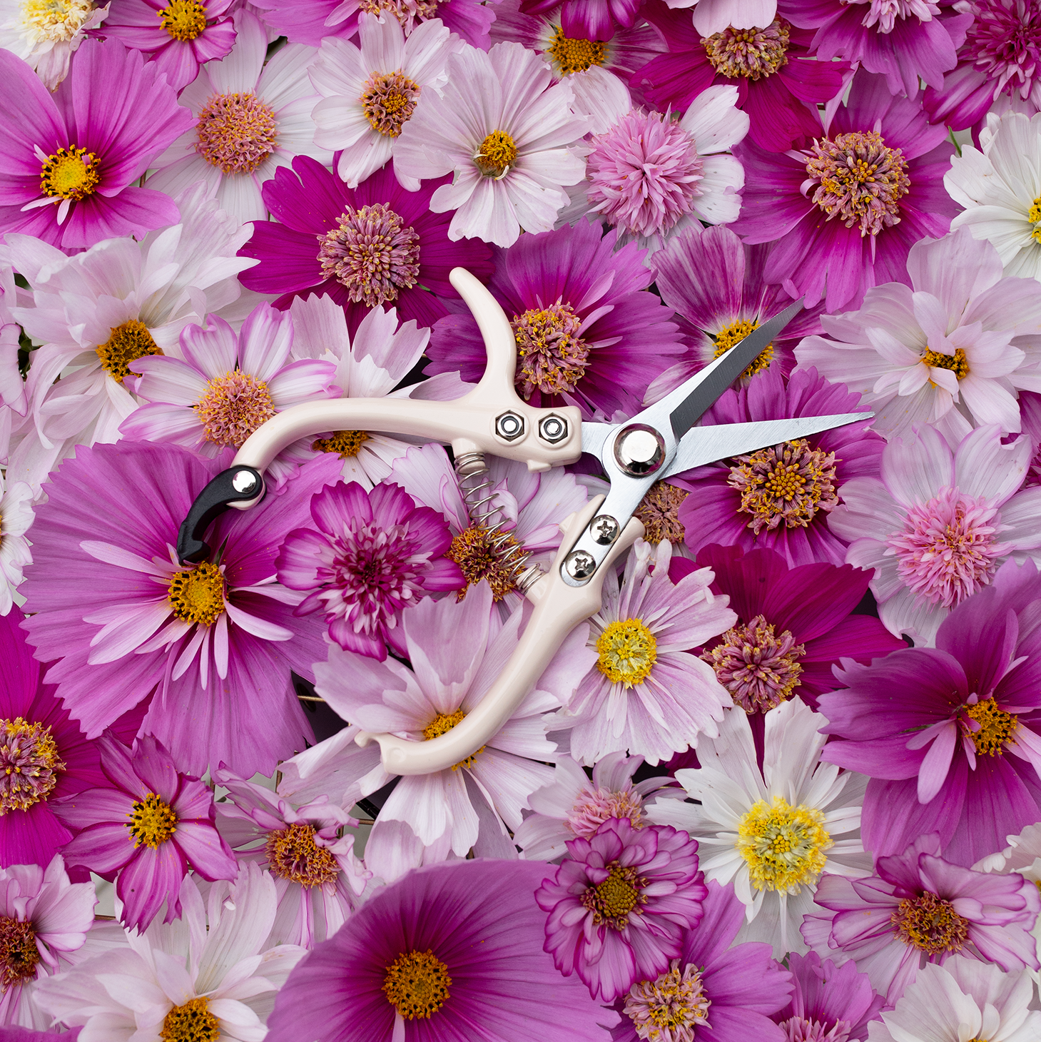 Floral Snips 'Café au Lait'